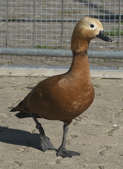 冠军球队